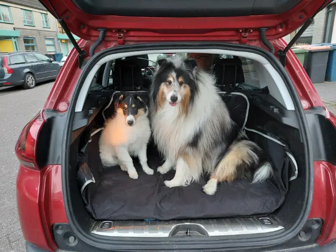two dogs in the back of an SUV
